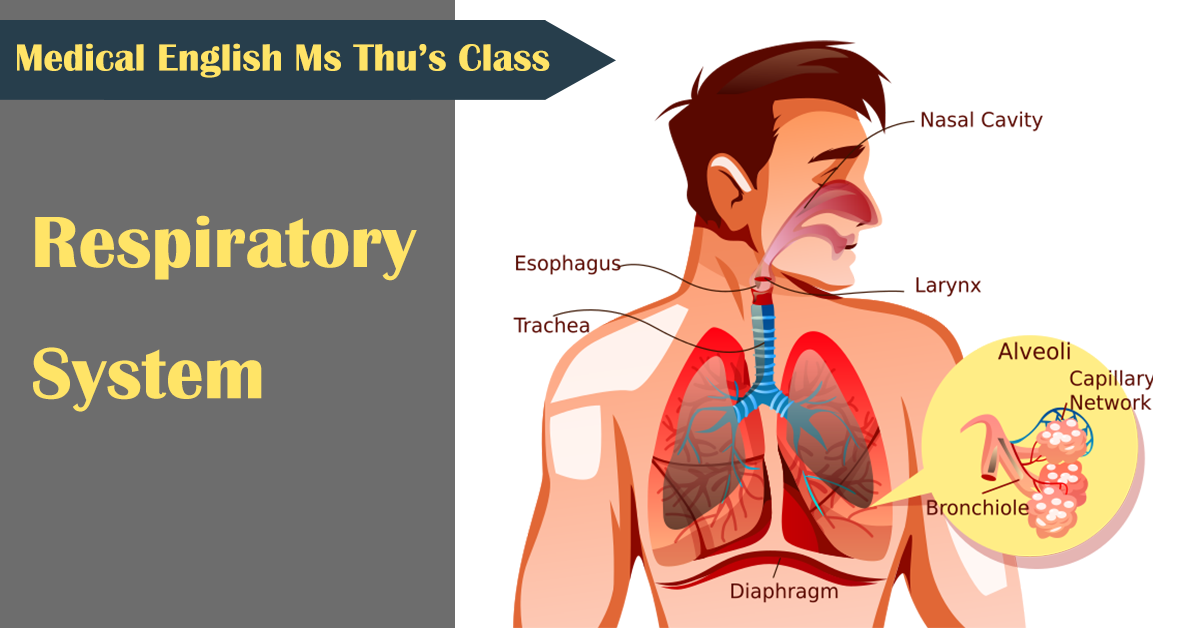 You are currently viewing Học tiếng Anh chuyên ngành y: The respiratory system