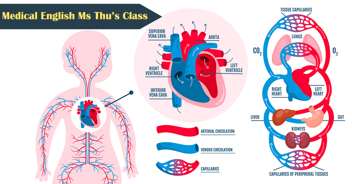 You are currently viewing Học tiếng Anh chuyên ngành y: The circulatory system