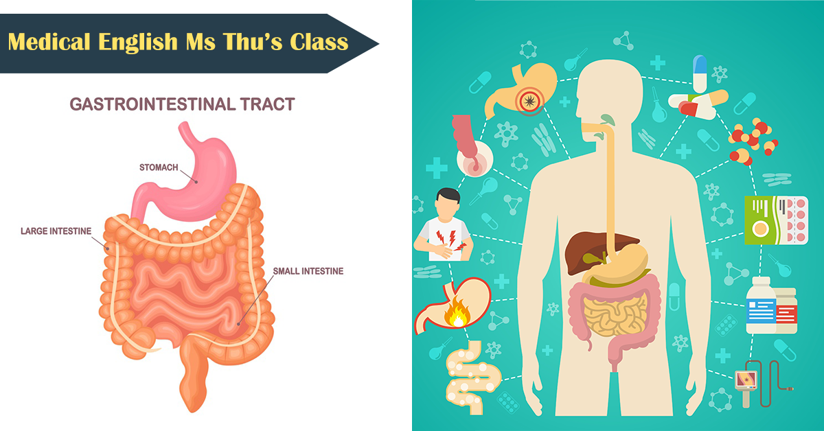 You are currently viewing Học tiếng Anh chuyên ngành y: The digestive system