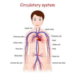 Read more about the article The circulatory system