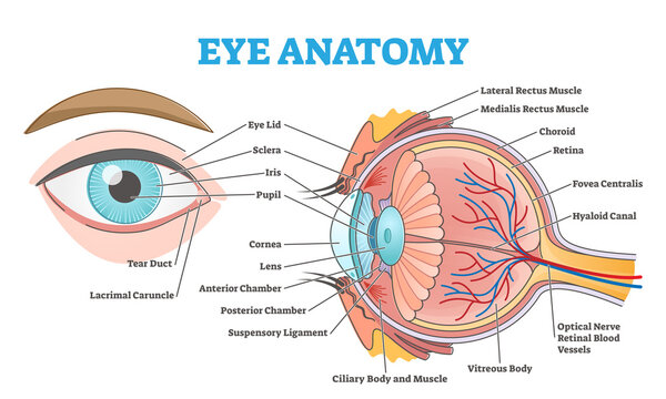 Read more about the article Describe how the eyes work
