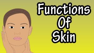 Read more about the article Physical functions of the skin
